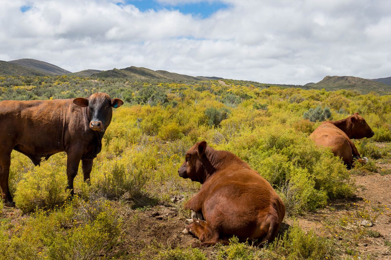 Off Grid & Neat! - Farm for sale in Montagu